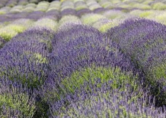 2 Pces, 4 Couchages, Terrasse, Parking, Piscine, Proche Et Commerces - - Fr-1-251-558 * Le Lavandou